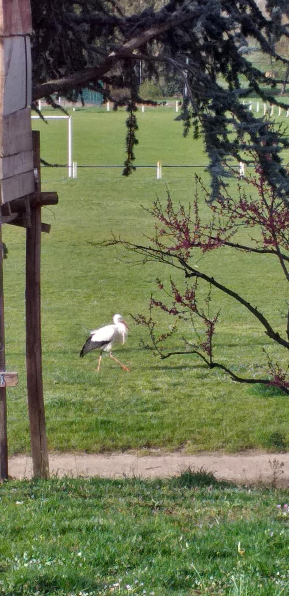 Gite Dans Vignoble Alsacien Westhalten Exteriör bild